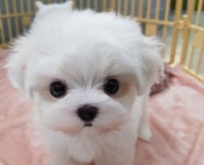 [도그짱 강아지 분양] 정말 귀여운 말티즈 분양합니다!! [애견카페:가정견] 1% 말티즈 분양합니다.