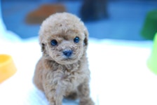 [도그짱 강아지 분양] 정말 귀여운 푸들 분양합니다!! 천사같은 푸들 분양합니다~♡