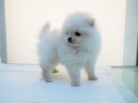 포메라니안 분양, 강아지분양 화이트포메 남여애기 분양해요 도그짱 No