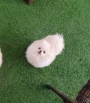 포메라니안 분양, 가정견분양 화이트포메가정분양중 도그짱 No
