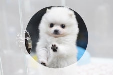 포메라니안 분양, 강아지분양 똥꼬발랄 콩이와 친구들의 새가족을 찾습니다! 도그짱 No