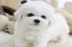 비숑프리제 분양, 강아지분양 ▶▶순종 포메라니안◀◀ 분양합니다 ▶▶ 24시간 펫퍼스트 ◀◀ 도그짱 No