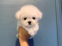 비숑프리제 분양, 강아지분양 비숑프리제분양 ♥ 낚시 가격 주의, (할인중입니당),병원,용품50% ♥ 도그짱 No