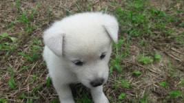 진돗개 분양, 가정견분양 건강하고 귀여운 진돗개  분양합니다 도그짱 No