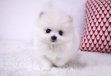 포메라니안 분양, 강아지분양 ▶▶화이트포메 이보다 더 이쁠순 없다..◀◀ 도그짱 No