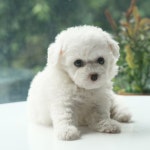 비숑프리제 분양, 강아지분양 ●●비숑 국내최저분양 최대 80%할인●● 도그짱 No