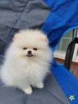 포메라니안 분양, 가정견분양 가정견♡ 포메 아이입니다 도그짱 No