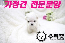말티즈 분양, 강아지분양 ★말티즈★믿을수 있는 반려견 관리사 우리펫 도그짱 No