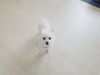 기타품종 무료분양, 강아지무료분양 기타품종 무료분양합니다. 도그짱 No