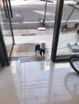 포메라니안 무료분양, 강아지무료분양 포메라니안 무료분양합니다. 도그짱 No