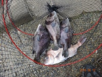 독도바다낚시터 바다낚시조황 > 독도실내바다낚시터 6월 12일 일요일 조황 & 운영방침 찾아오시는길 경기도 안산시 단원구 대부북동 642 - 1..