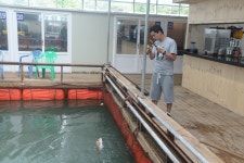 독도바다낚시터 바다낚시조황 > 독도실내바다낚시터 6월 12일 일요일 조황 & 운영방침 찾아오시는길 경기도 안산시 단원구 대부북동 642 - 1..