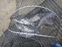 독도바다낚시터 바다낚시조황 > 4월 15일 화요일 조황 : 낚시사랑