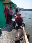 대부북동 642 - 171 번지 전화번호 .. 독도바다낚시터> 독도바다낚시터 조황정보 >  & 독도바다좌대 7월 1일 수요일 조황 찾아오시는길 경기도... 