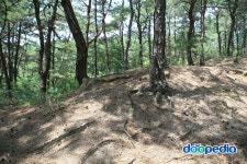 doopedia 두피디아