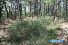 doopedia 두피디아