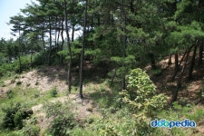 doopedia 두피디아