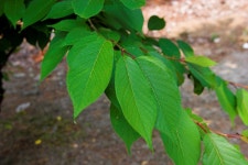 doopedia 두피디아