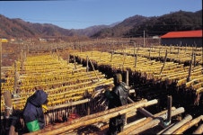 doopedia 두피디아