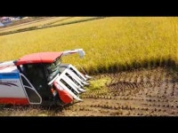 둔전골 웃골 벼베기 작업 - DragTimes.com 둔전골 웃골 벼베기 작업 Racing Video