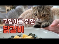 물놀이 후 고양이 취향저격, 바베큐 꼬치구이 - DragTimes.com 물놀이 후 고양이 취향저격, 바베큐 꼬치구이 Racing Video