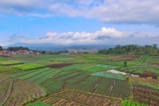 green fields | Dronestagram