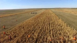 South Dakota Pheasant Hunt 2017 – Drone Video | Dronestagram