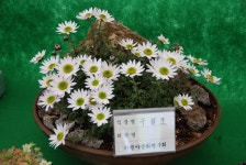 제6회 자라섬 째즈페스티발과 야생화전시회 안내 - 인라인 사랑방 - 닥터스파크