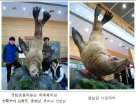 제주도서 최초 발견 큰바다사자 사체 박제표본으로 제작