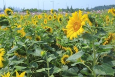 [포토] 해바라기와 코스모스의 하모니
