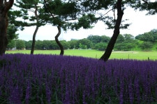 [포토] 보라빛 ′맥문동′이 일렁이는 올림픽공원에 서면