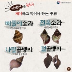 가을철 소라독, 타액선 제거 후 안전하게 섭취하세요!