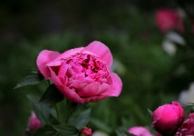 [포토] 군산 보리밭과 메밀 꽃