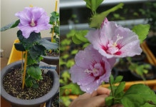 무궁화, 우리집 화분에서도 키워보세요!