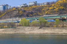 [포토] 봄 개나리동산