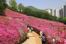 [포토] 수리산역 철쭉 동산