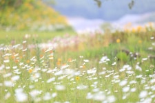 [포토] 6월의 녹음 속 양떼 목장