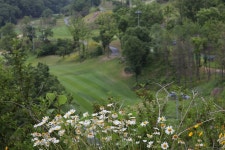 [포토] 6월의 녹음 속 양떼 목장