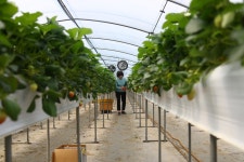 논산 딸기농원에서