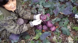 전통음식만들기2 | 임시품절 입니다..(청정제주 )햇 적콜라비 햇 비트즙 판매합니다.지금 주문주시는분들 입금하지 마셔요.. - Daum 카페 임시품절... 
