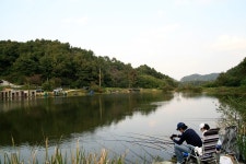 파라프레니아 > 회암저수지 : 낚시사랑