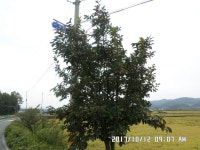 충주탄금호낚시-탄금호낚시조황 : 낚시사랑