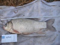 대박크럽-이거이섬, 증도붕어 : 낚시사랑																																																				대박크럽-이거이섬, 증도붕어 : 낚시사랑