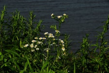 솔바람소리-삽교호 부장리 서산 지곡 중왕리 수로 : 낚시사랑