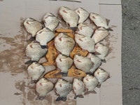 한가족-천수만봉락수로 : 낚시사랑