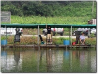  상덕낚시터 > 8월 2주차 조황-용인상덕 : 낚시사랑