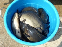 즐낚과 봄의조화!!! : 낚시사랑