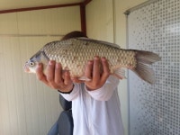 두창낚시터 5월마지막 주말조황 : 낚시사랑