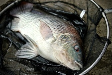 6월 15일 역돔 방류합니다 : 낚시사랑