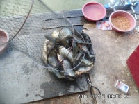 도곡낚시터 붕어 조황 정보 : 낚시사랑